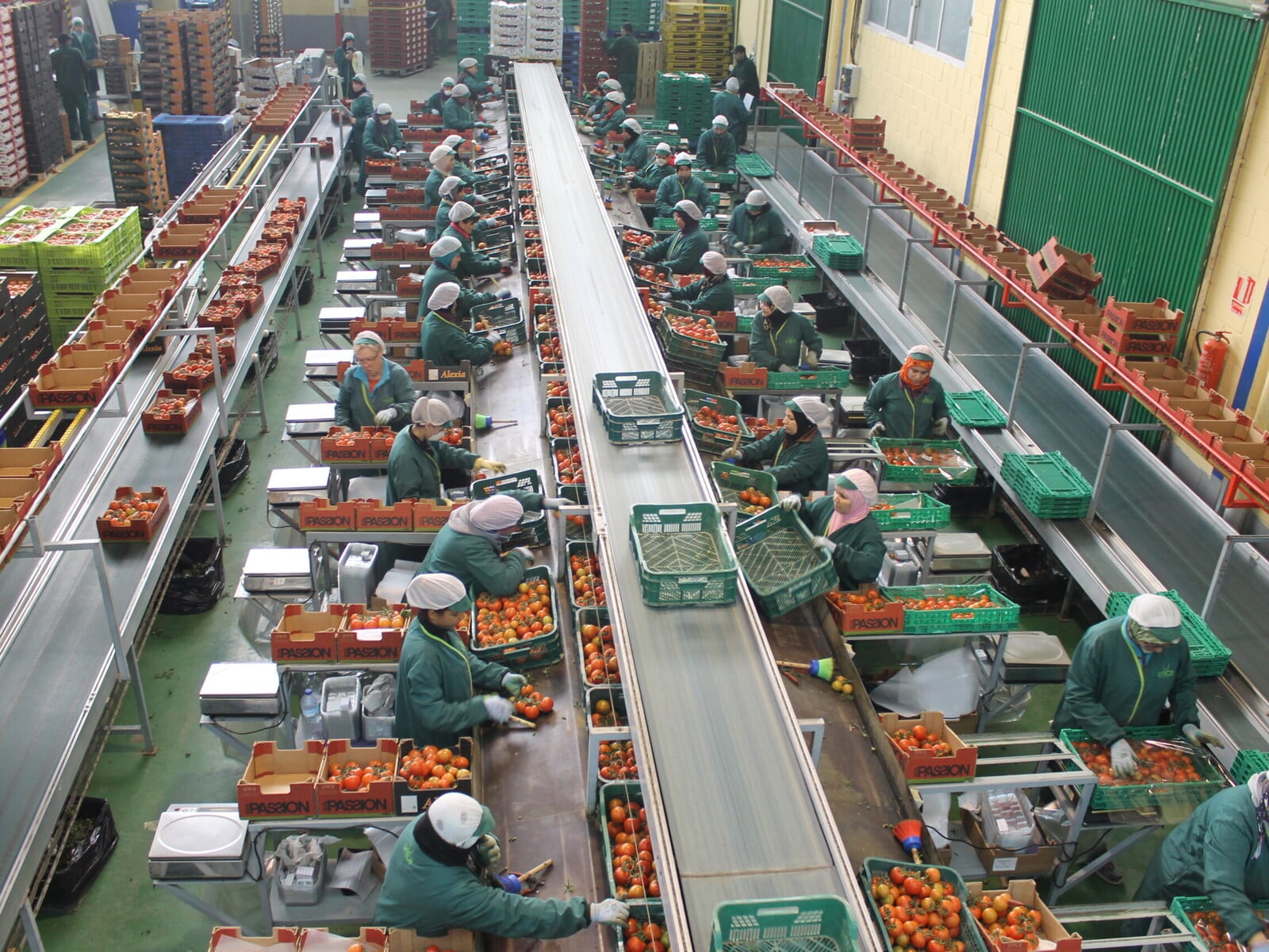 Trabajadores agrícolas en el campo de Huelva